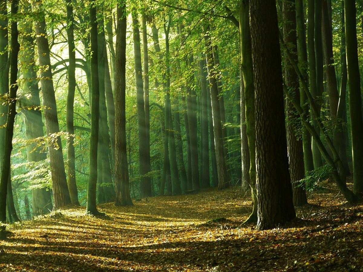 Waldschenke Stendenitz Uebernachten Im Wald Am See นอยรุพพิน ภายนอก รูปภาพ
